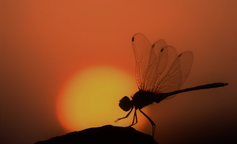 Photograph by Nazmus Sakib