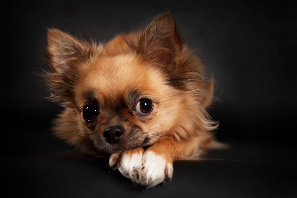 Photograph by Анастасия Чугунова