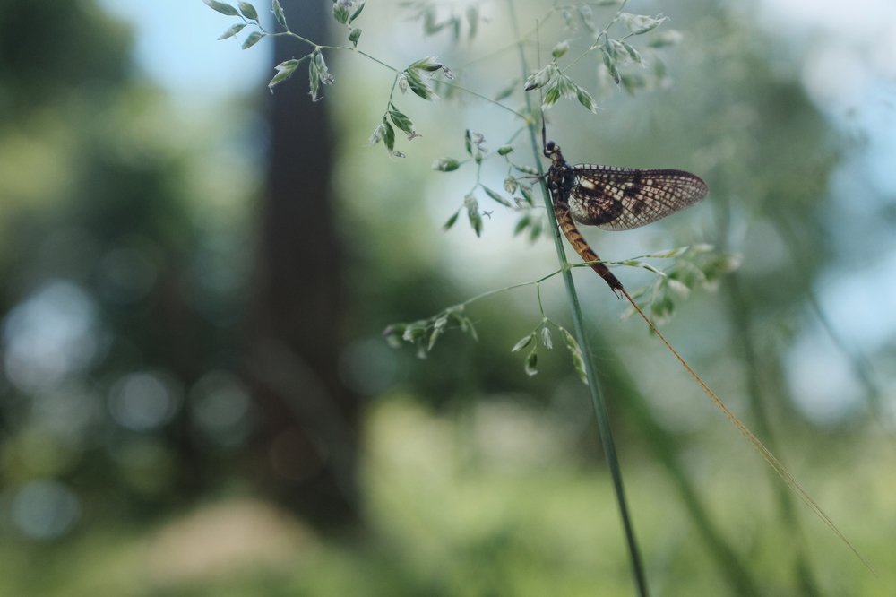 Ephemeroptera (поденка)
