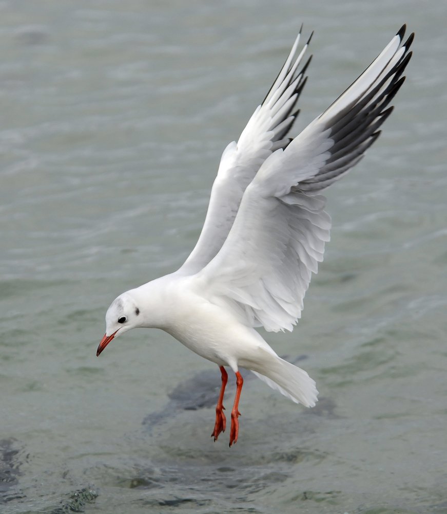 Photograph by Михаил Колтухов