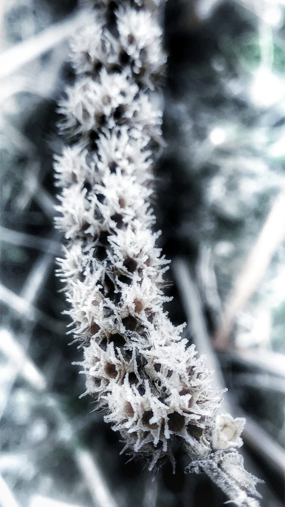 " Колючая нежность "