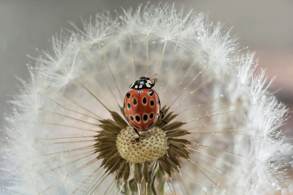 Танец божьей коровки