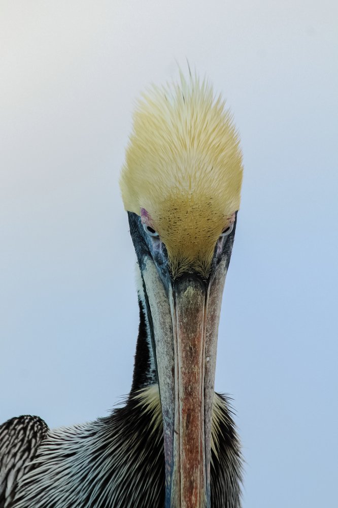 Pelicans at Sunrise