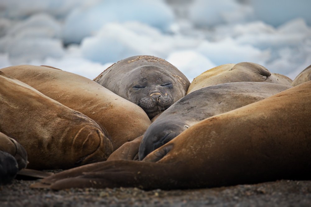 Тюленьи будни