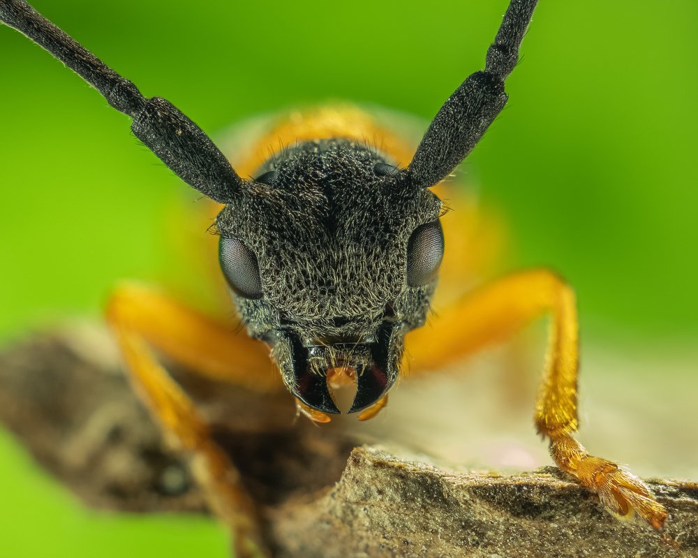 Красногрудый Усач (Oberea oculata)