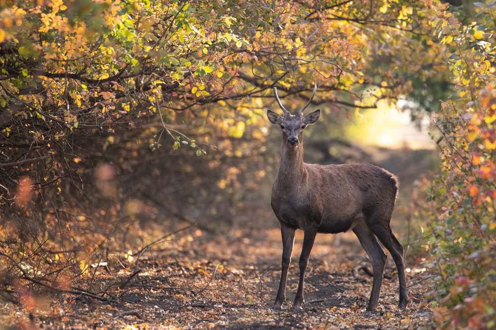 Photograph by Цветков Сергей