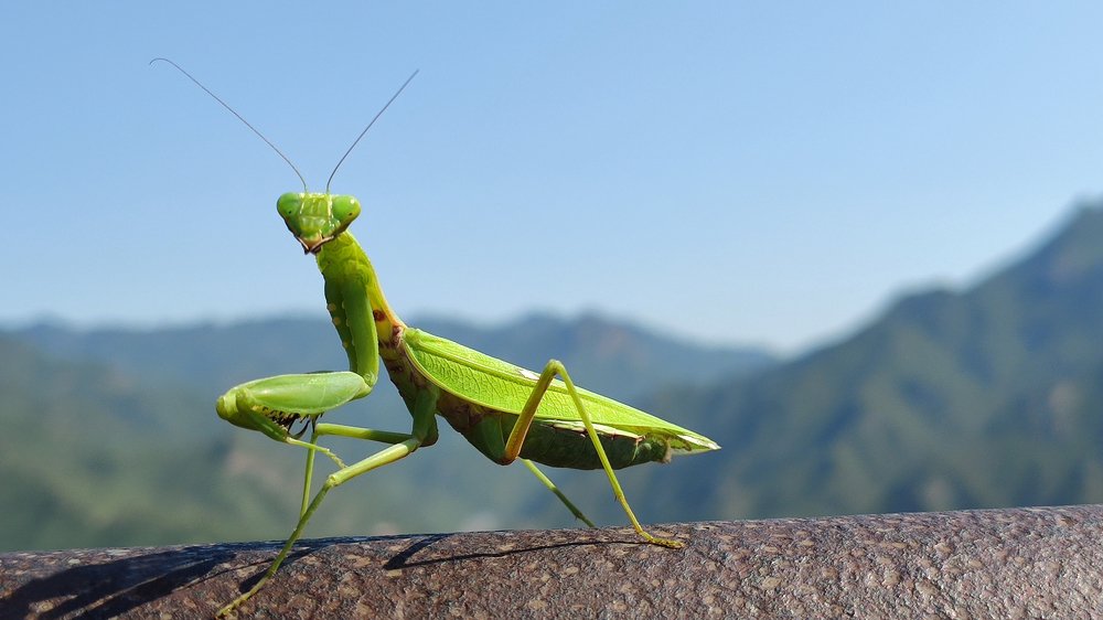 Grasshopper