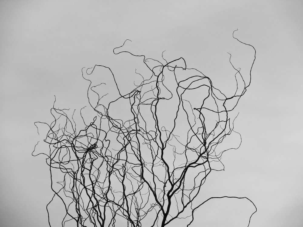 Художники рисующие ветвями.