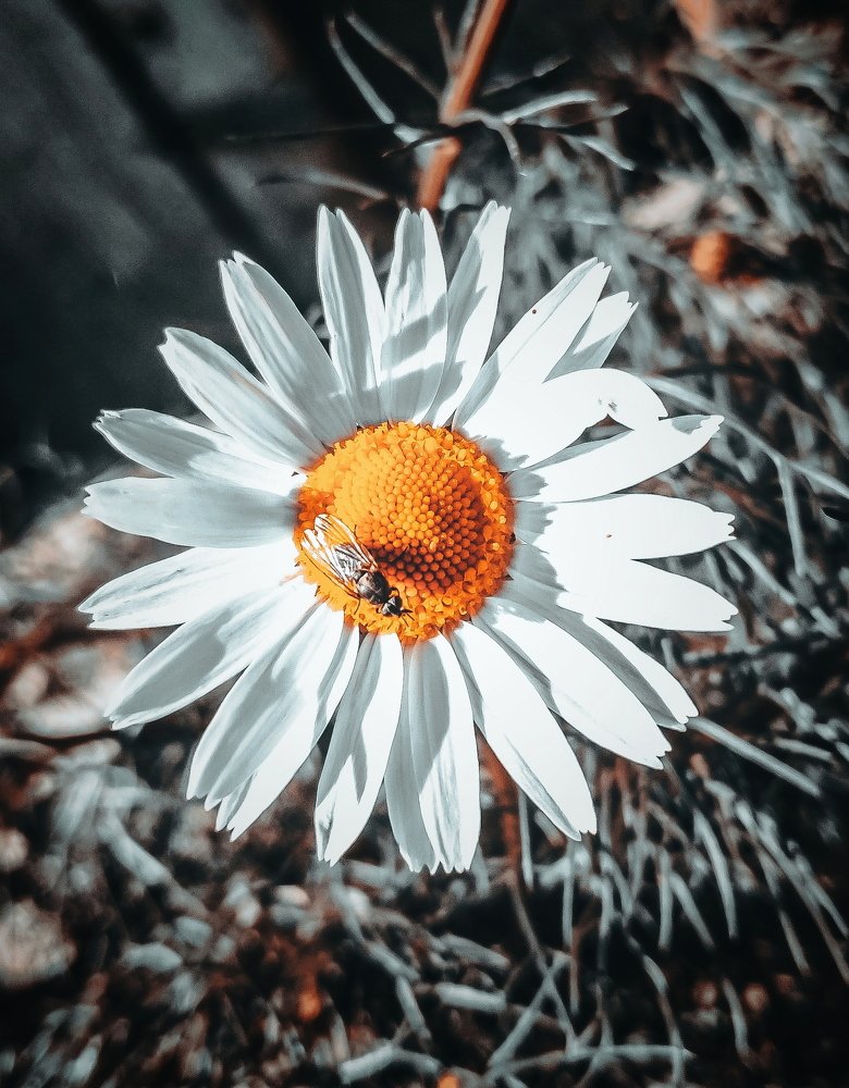 Photograph by Айшат Чупанова