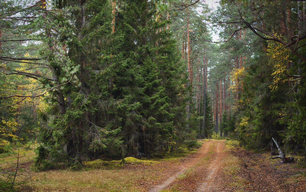 Фотография автора Ольга Бородина