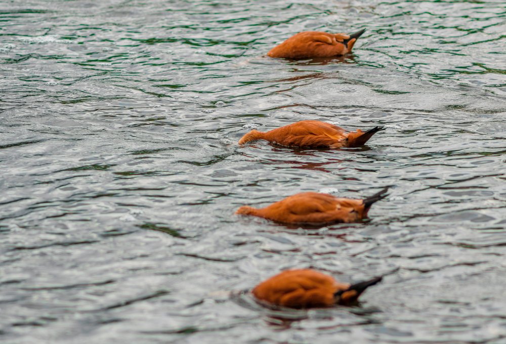 Photograph by Ольга Шацкая