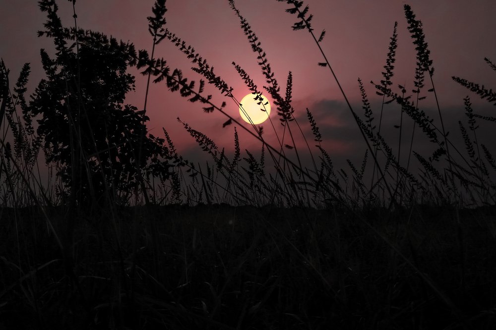 Sunset Through The Grass