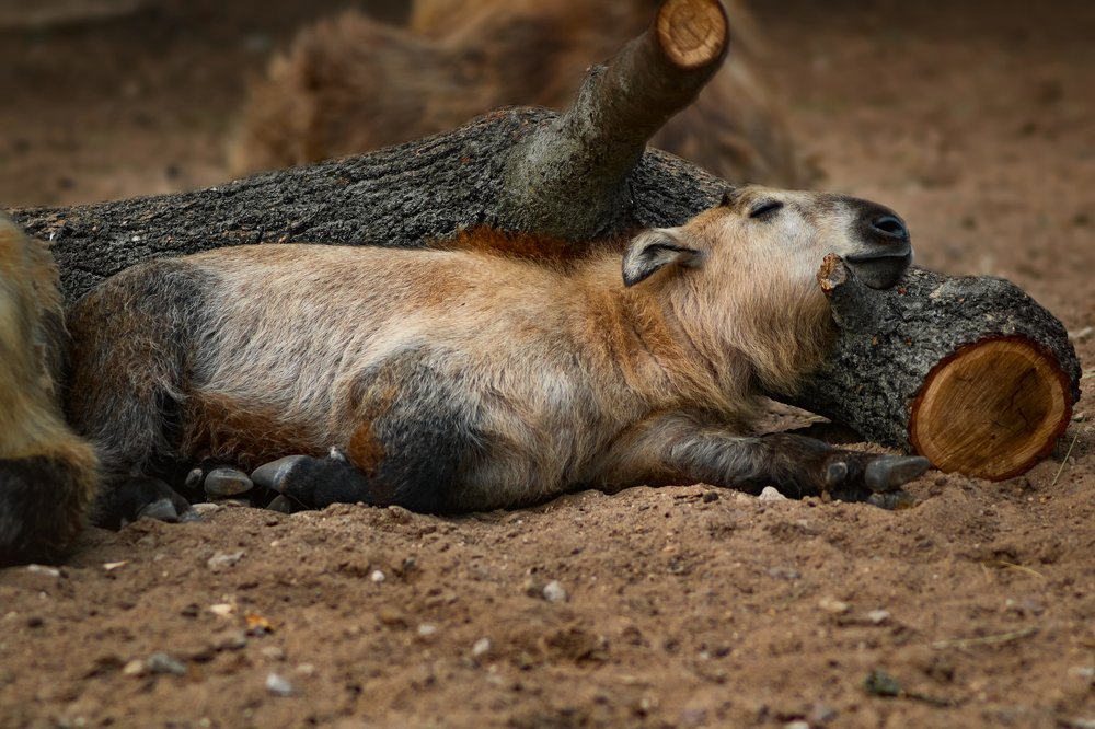 Photograph by Ольга Шацкая