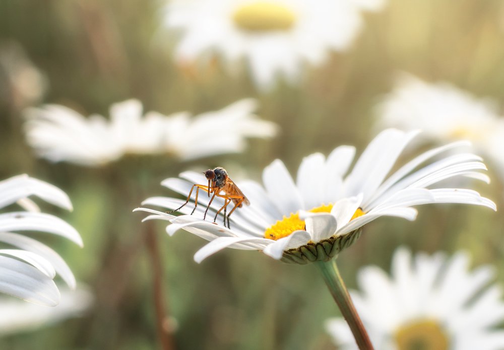 Фотография автора Ольга Бородина