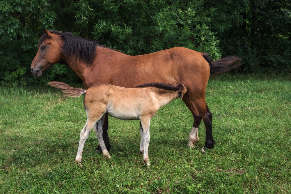 Фотография автора Ольга Бородина