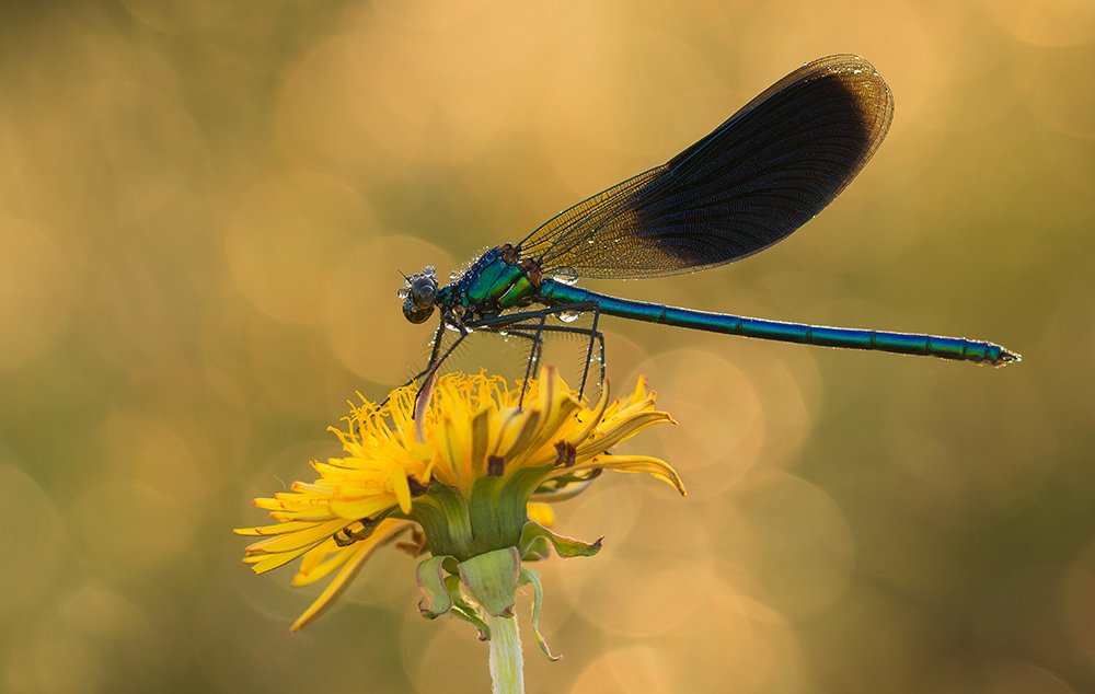 Photograph by Pawel Plucinski