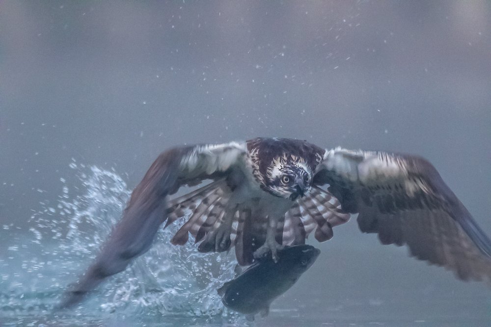 Photograph by Andrzej Wegner