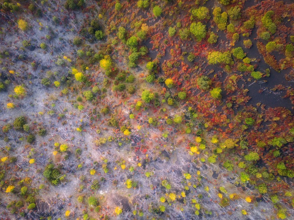 Dead Forest, Kamchatka Peninsula, Russia