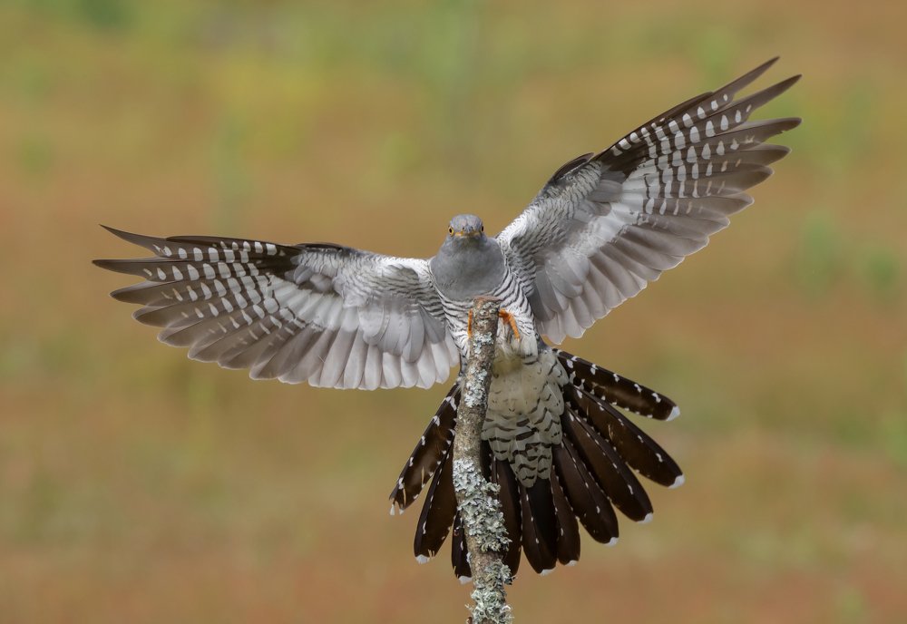 Фотография автора MARIA KULA