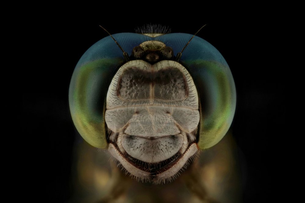 Small worlds "Diptera"