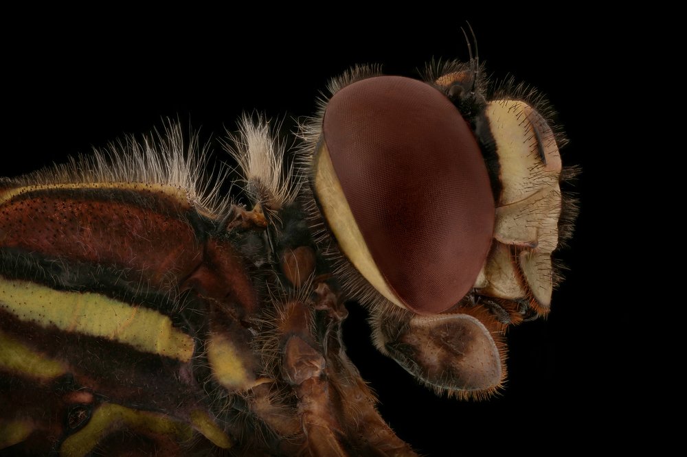 Dragonfly rhionaeschna