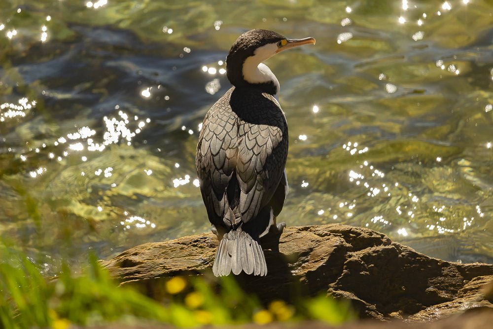 Shag at Lochmara Lodge
