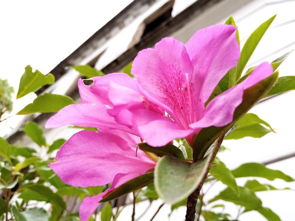 The blossom of yesterday