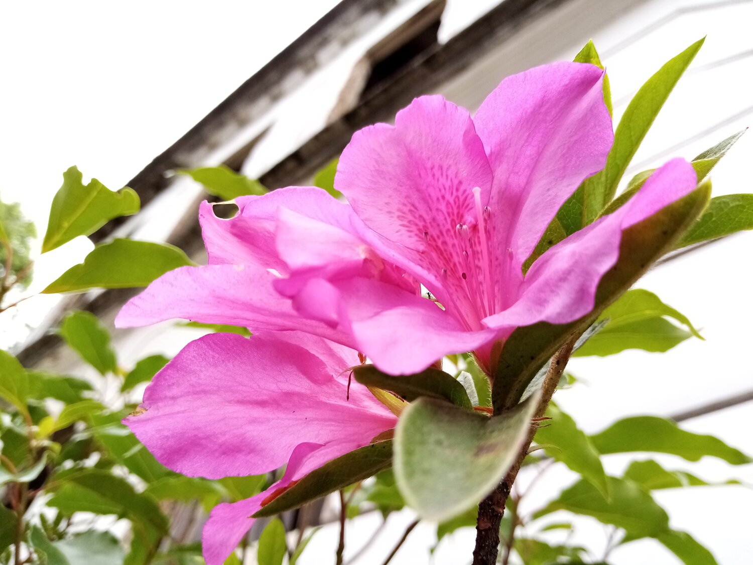 The blossom of yesterday