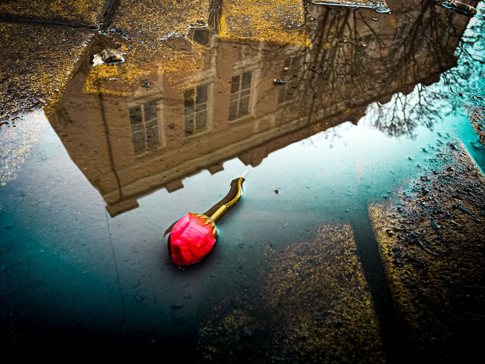 Зеркала Небес. Роза.