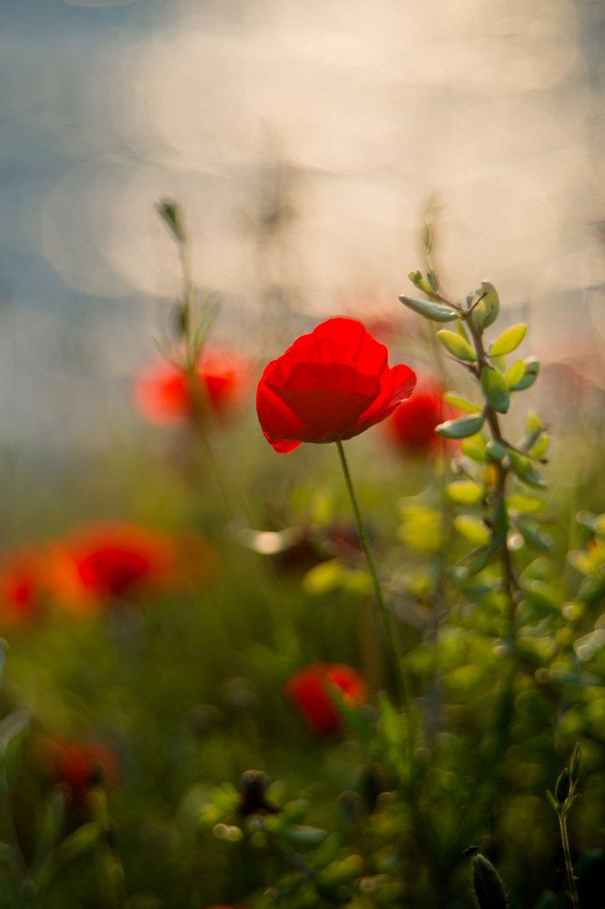 Photograph by Алина Чеснокова