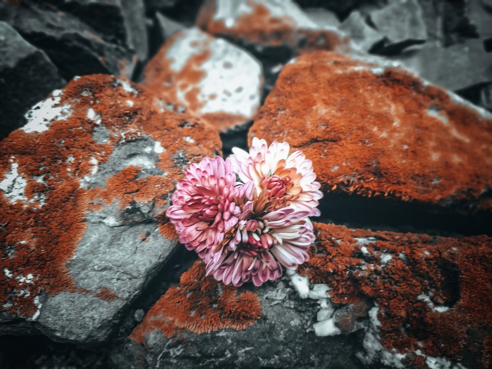 Photograph by Айшат Чупанова