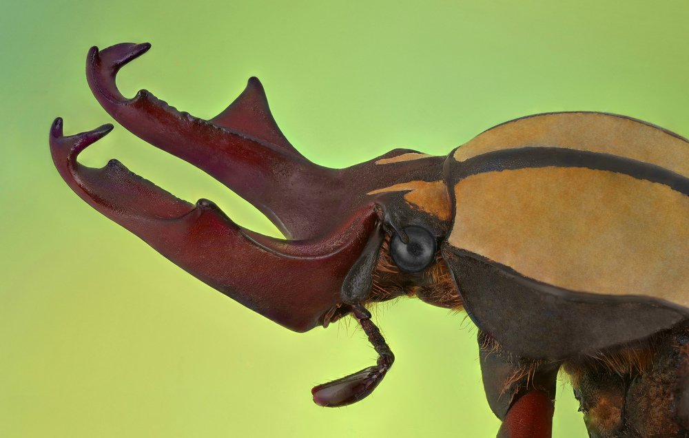 Dicranocephalus wallichi beetle