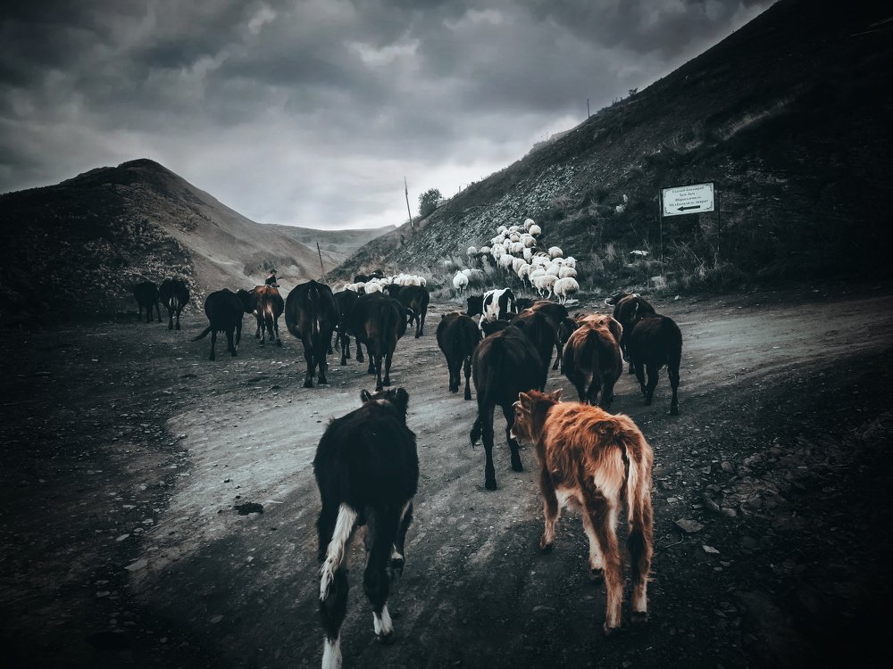 Photograph by Айшат Чупанова