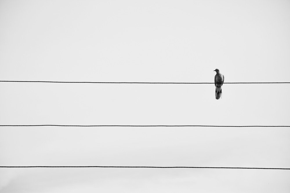 Фотография автора Mohsen Tavakoli