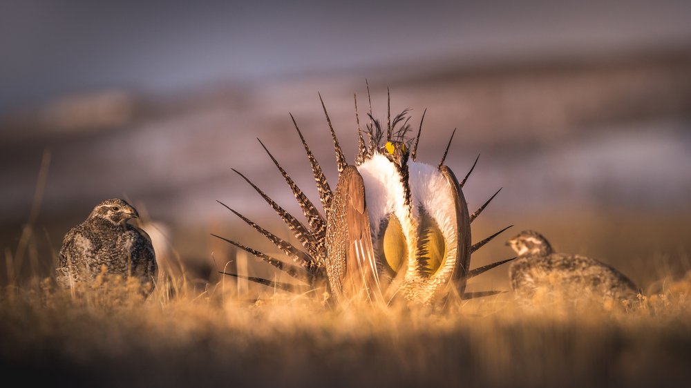 A courtship display of the Greater Sage-Grouse