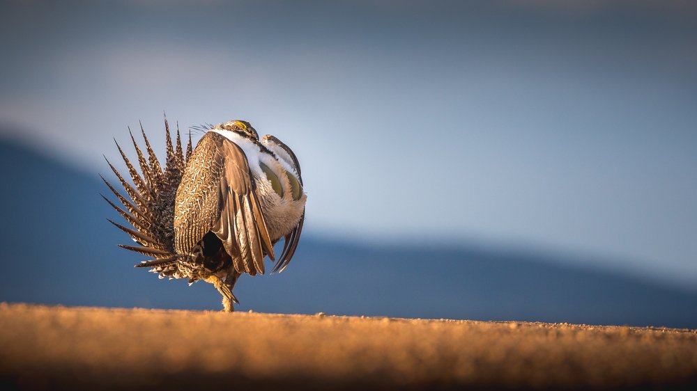 Greater Sage-Grouse and his kingdom