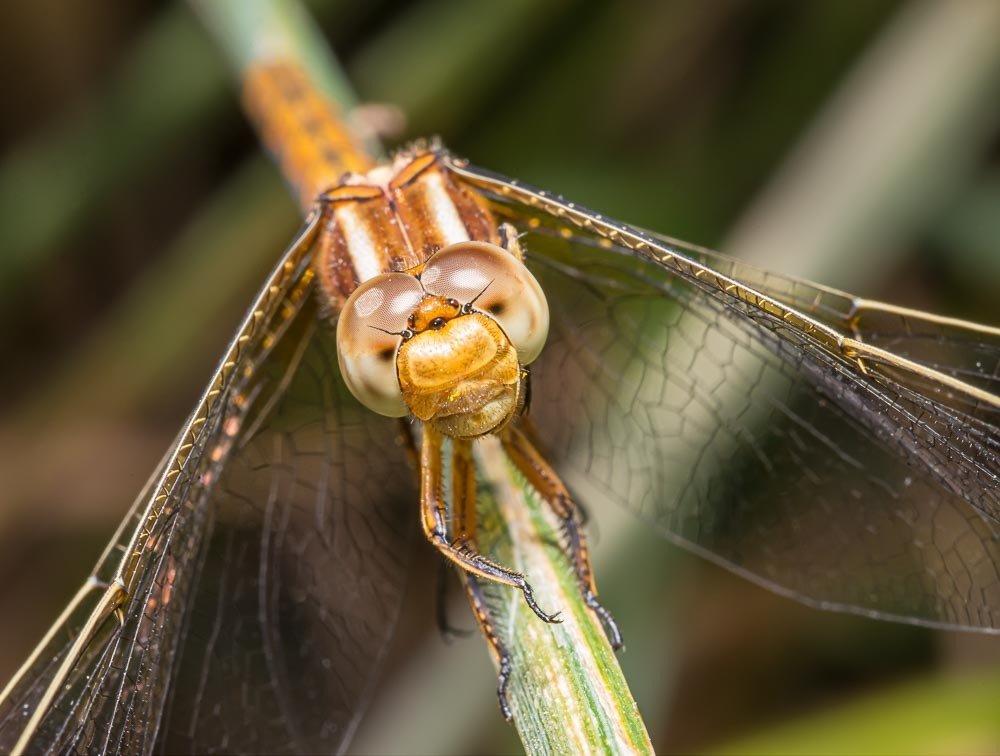 Photograph by António Vieira