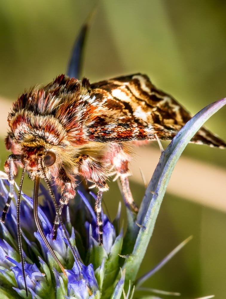 Photograph by António Vieira