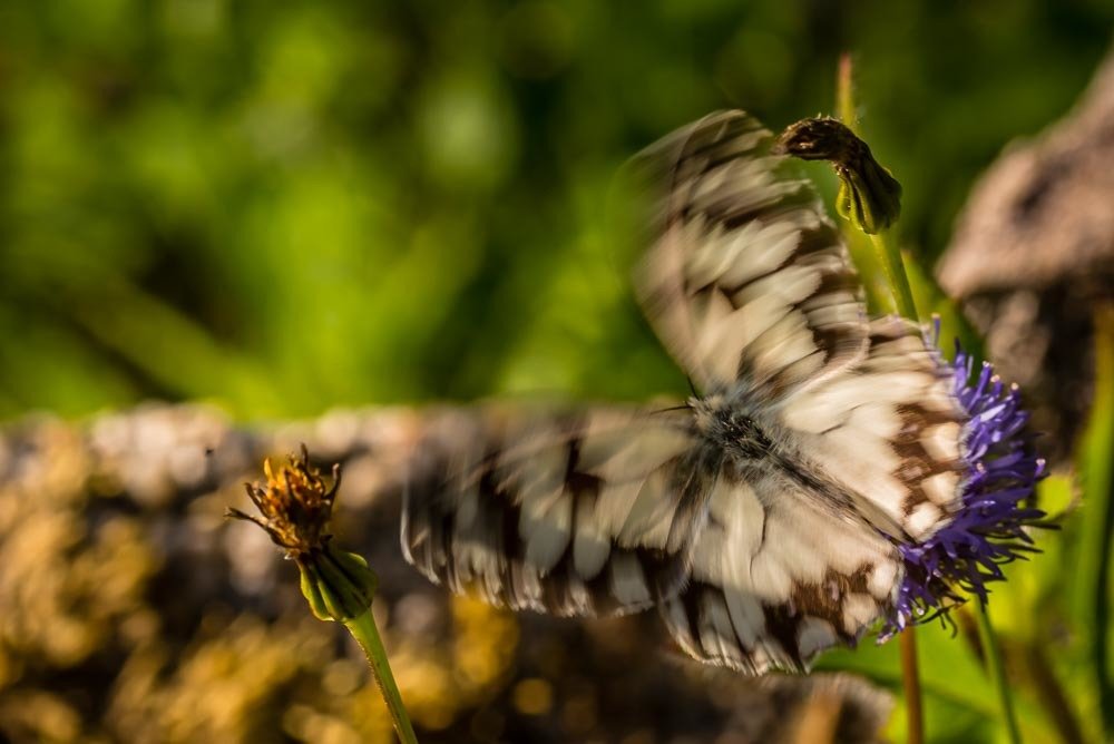 Photograph by António Vieira