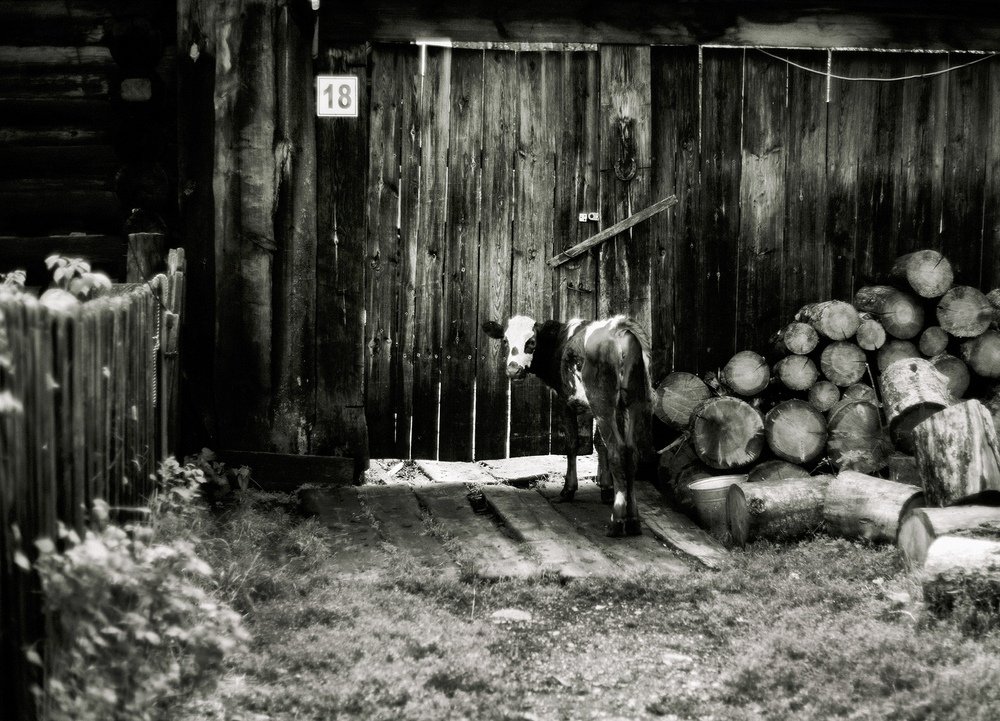 Photograph by Альбина Хакимова