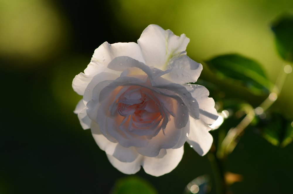 В свете софитов...