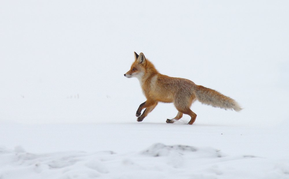 Молодая лиса