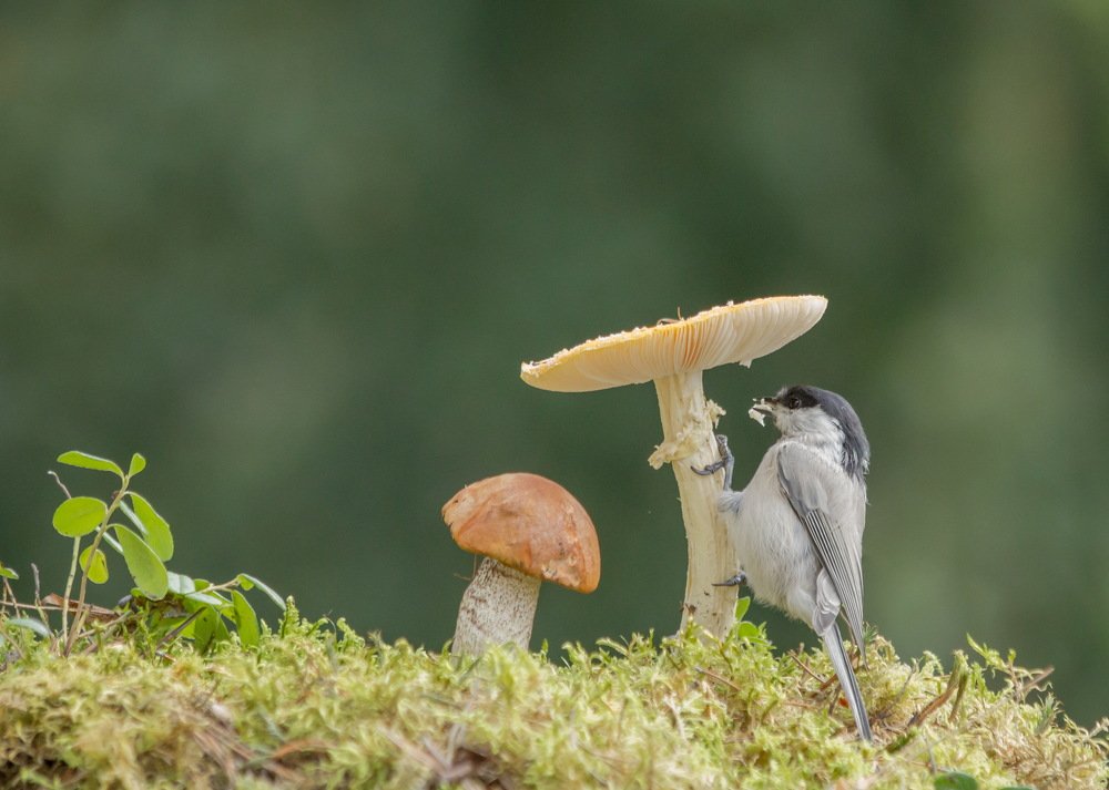 Photograph by Irina Koledova