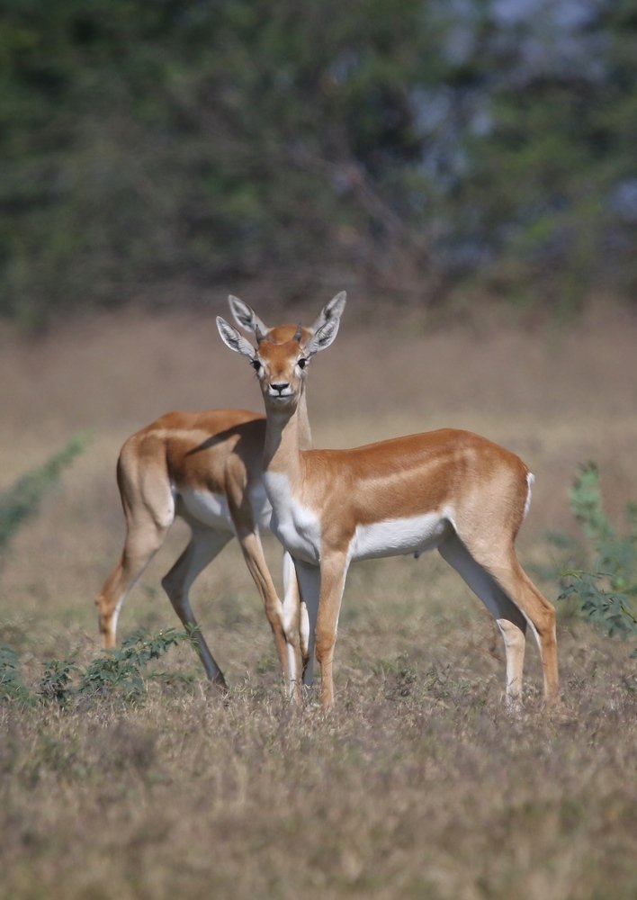 Photograph by Ranjeet Shelke