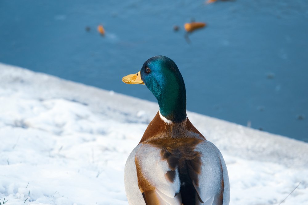 Photograph by Екатерина Миц