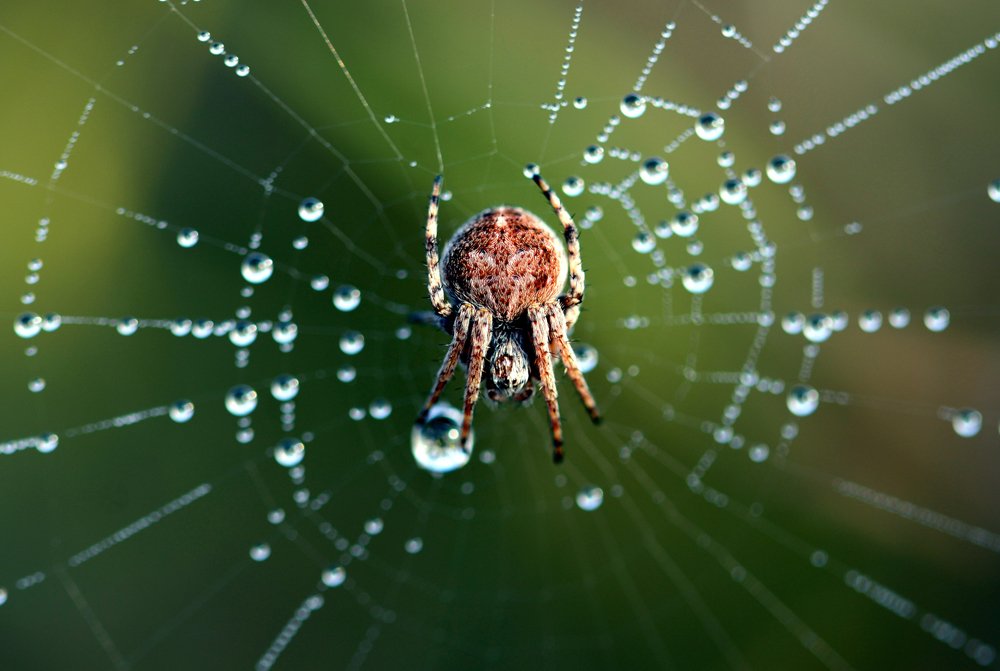 Photograph by Сергей Камышов