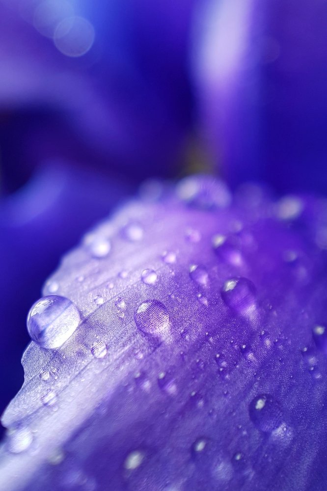 Персидский синий