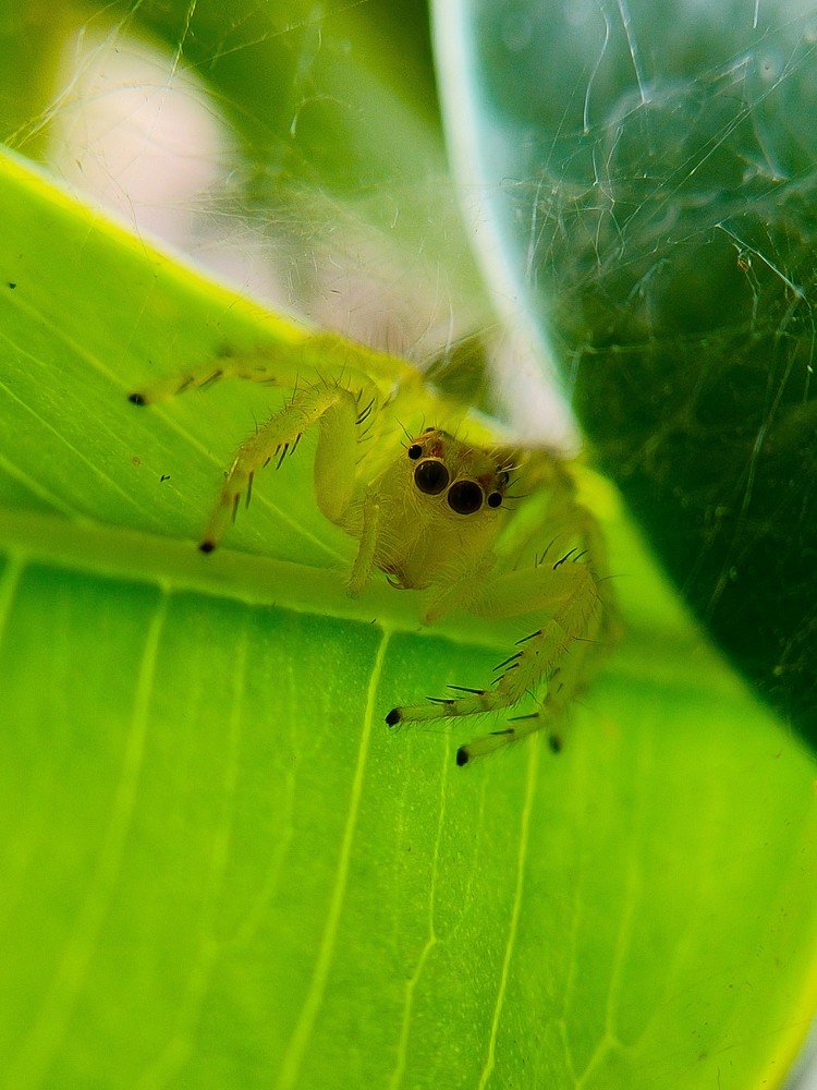 Flying Indian Spider