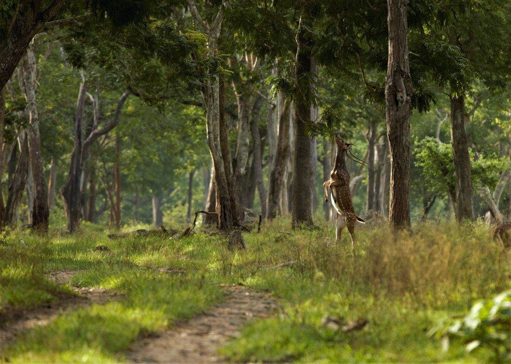 Photograph by Harikumar