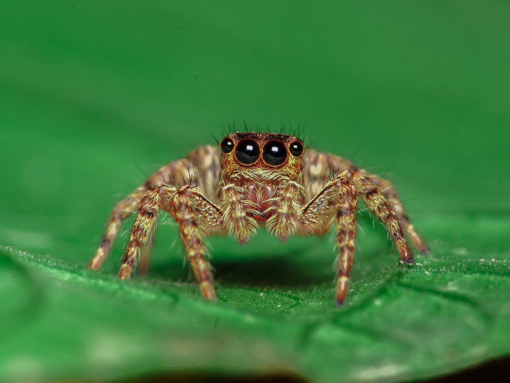 Spider